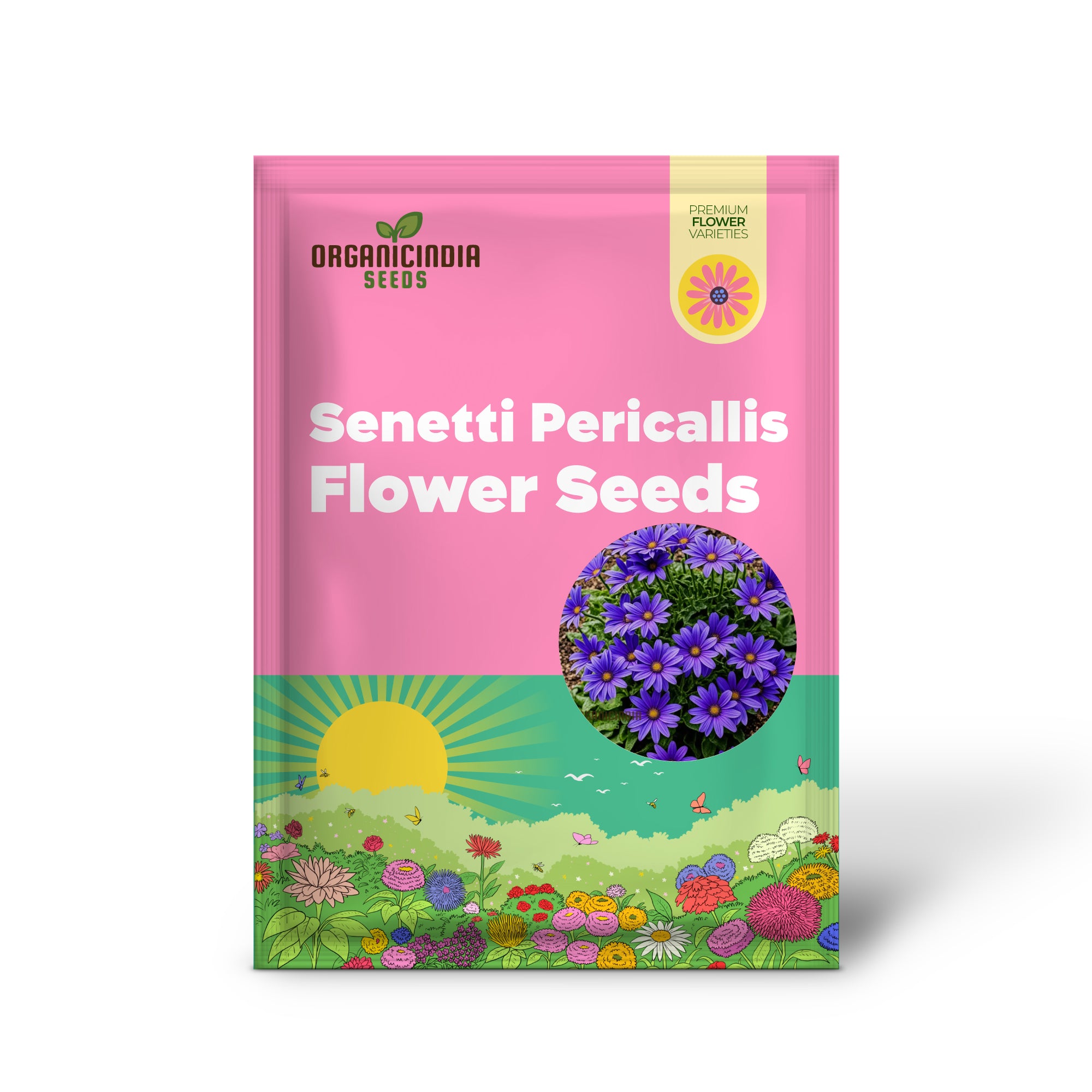 Vibrant Senetti Pericallis Flower Seeds, Start Your Colorful Garden Today