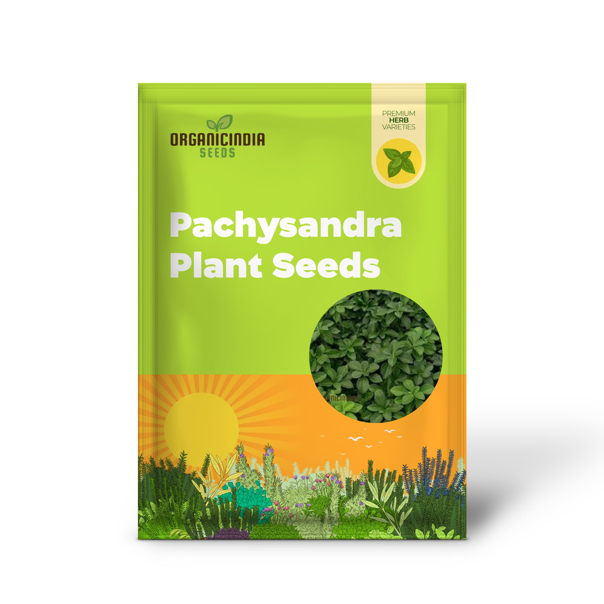 New Fresh Pachysandra Plant Seeds Grow Your Garden with Vibrancy