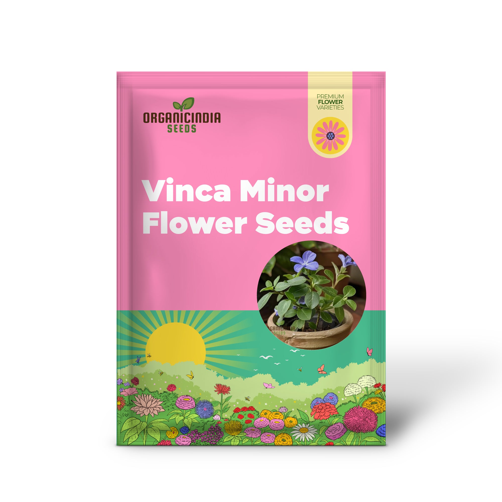 Vinca Minor Flower Seeds for Gardening and Planting