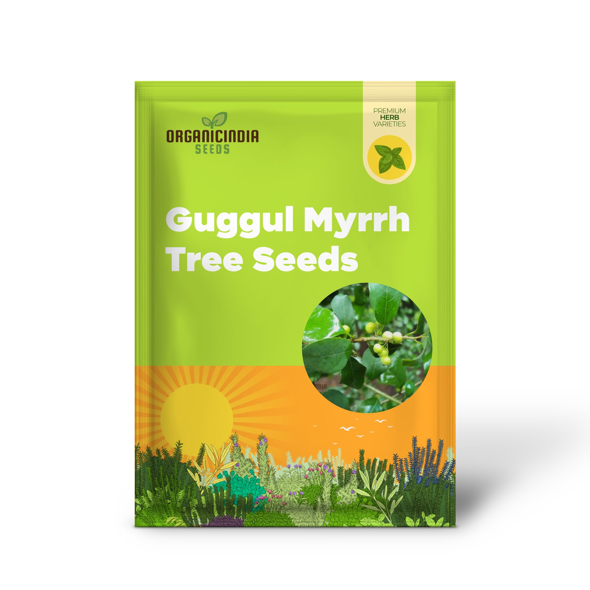 Commiphora Wightii Guggul Myrrh Tree Seeds, Cultivate Your Own Medicinal Oasis