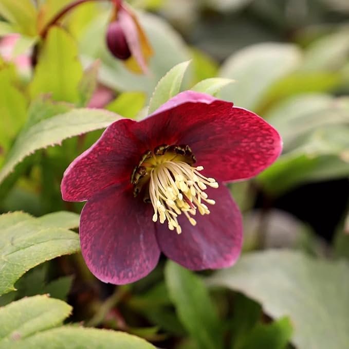 Lenten Rose Seeds Helleborus Orientalis Perennial Flowering Plant – Early-Blooming, Winter-Tolerant for Woodland Gardens & Shade Borders, 150 Pieces