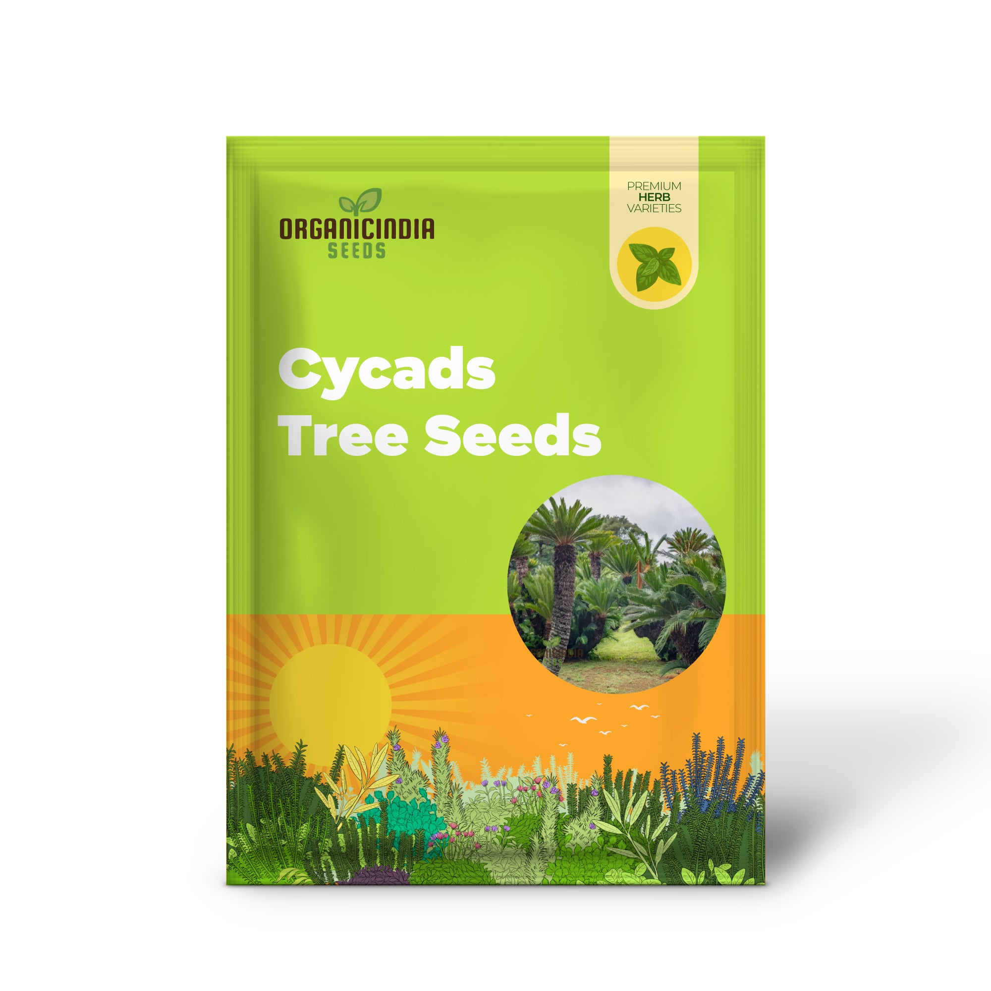 Cycads Tree Seeds, Grow Your Green Oasis, Cycads Tree Seeds for Planting – Lush Foliage Await