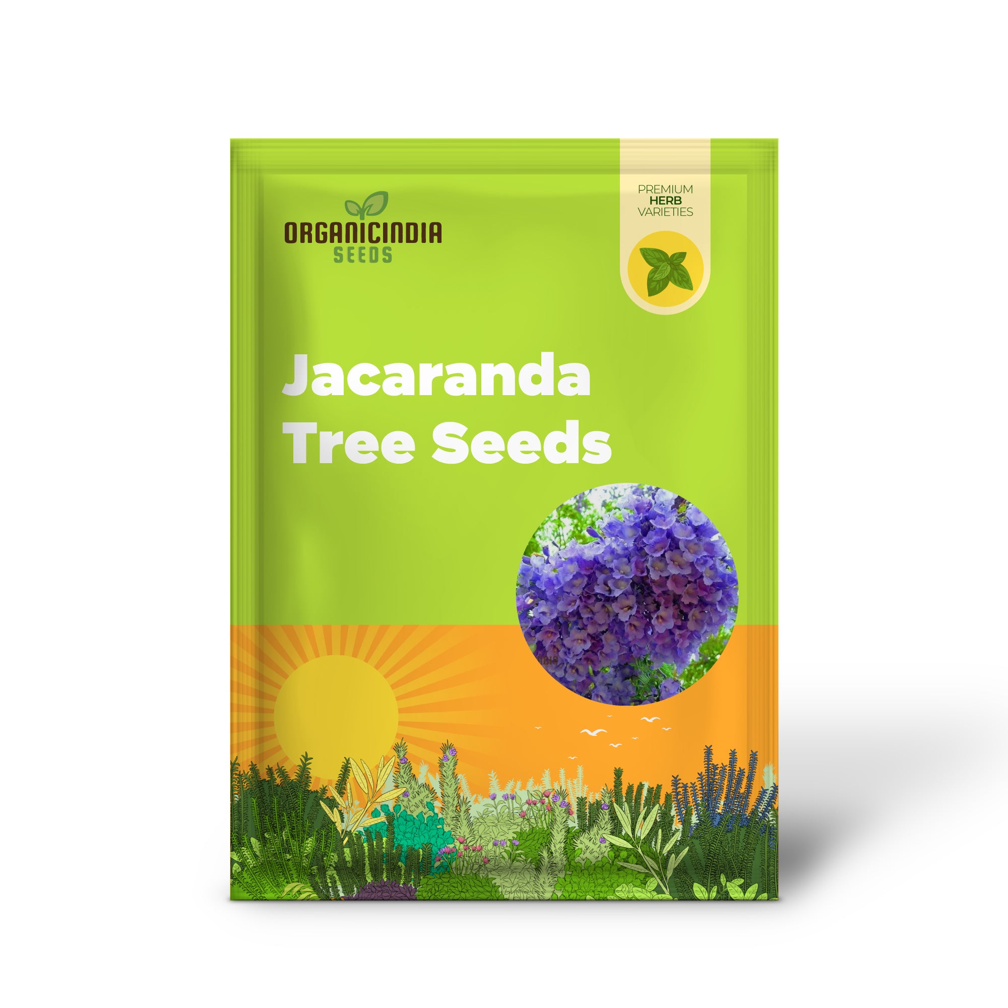 Blue Jacaranda Tree Seeds, Plant Your Pathway to Stunning Blue Blooms