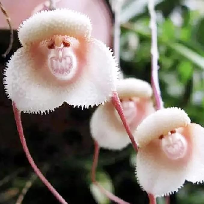 Monkey Face Orchid Seeds - Dracula Simia Perennial Non-GMO Fragrant Indoor Plant, 10 Pcs