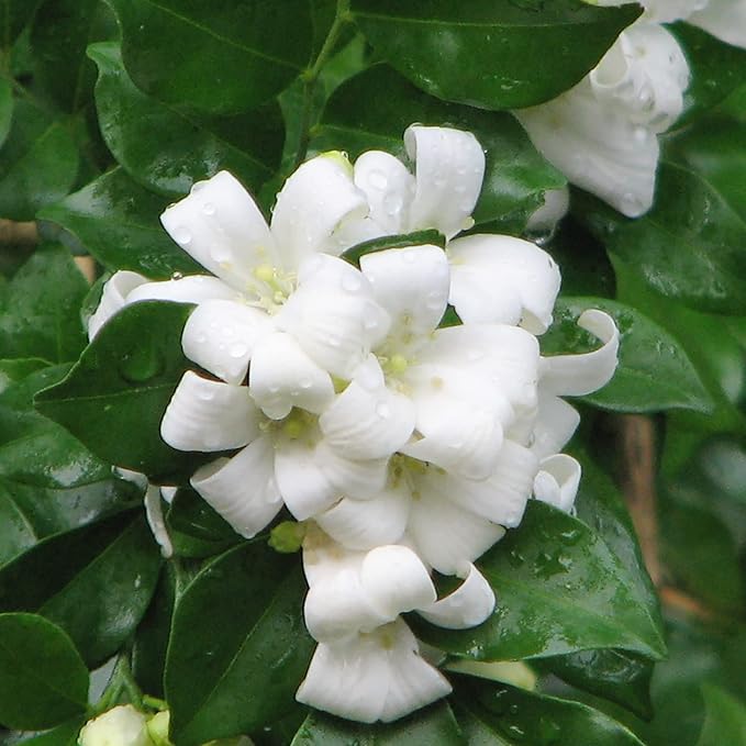 Murraya Paniculata Seeds - Orange Jessamine Evergreen Fragrant Shrub for Low Maintenance Hedges, Screens & Patio Containers - 30 Pcs