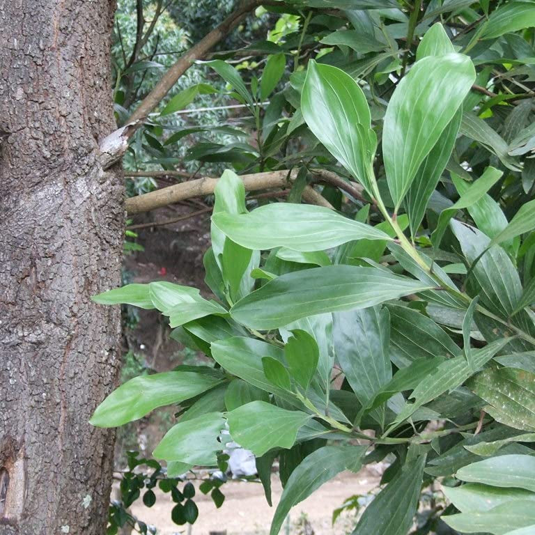 Acacia Mangium Seeds for Planting, Cultivate Your Own Sustainable Timber Source