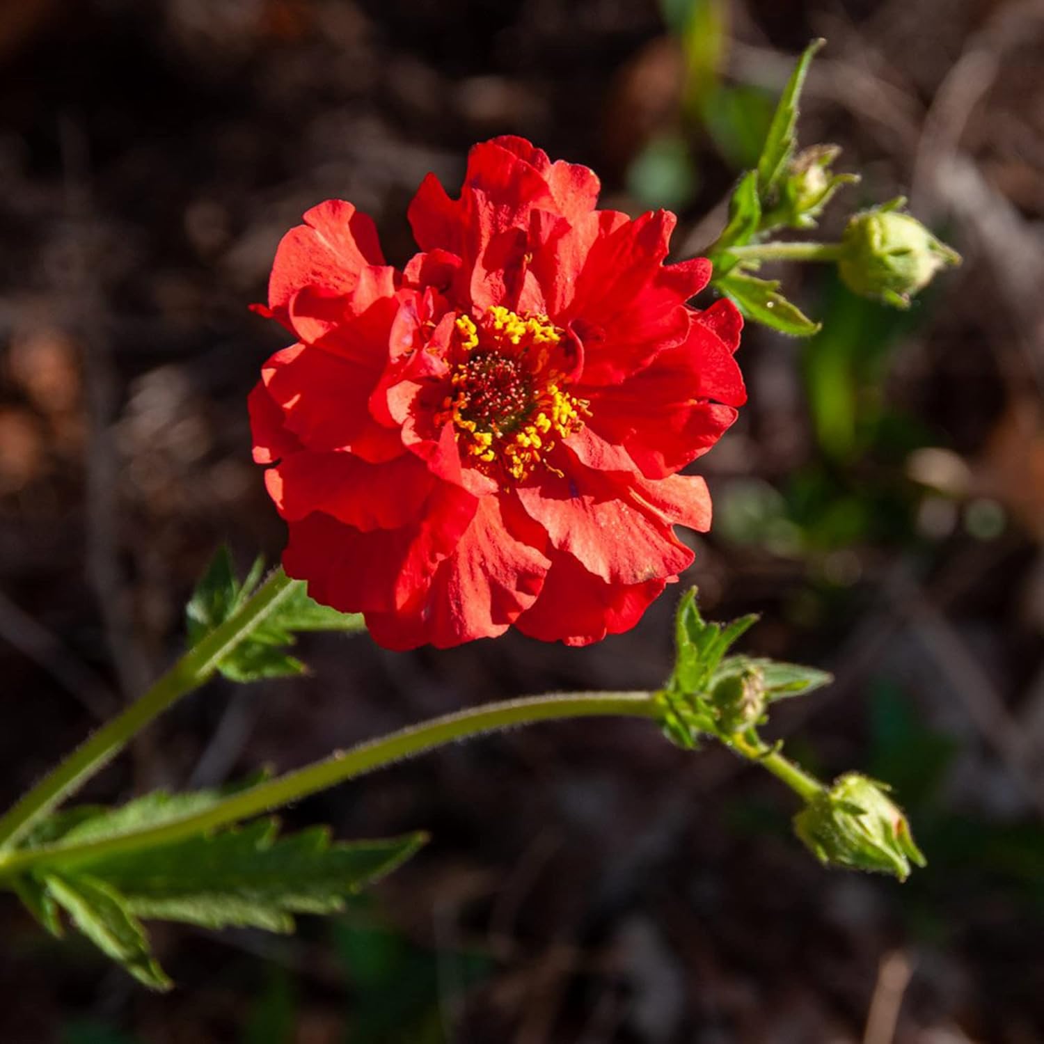 Doppelte Bloody Mary Geum-Samen zum Anpflanzen, zieht Kolibris und Bienen an, hirschresistent