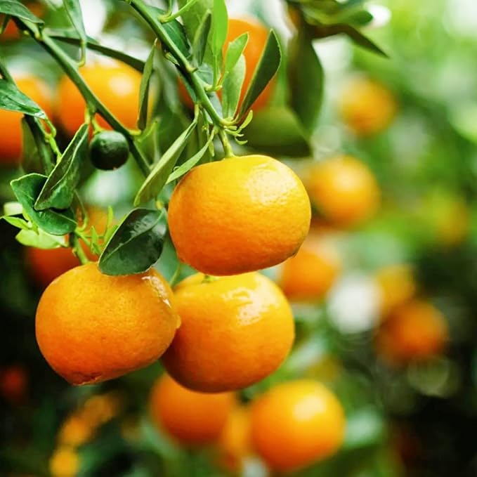 Tangerine Fruit Seeds for Planting – Citrus Reticulata, Evergreen, Fragrant, Sweet Juice, GMO-Free, Ideal for Garden