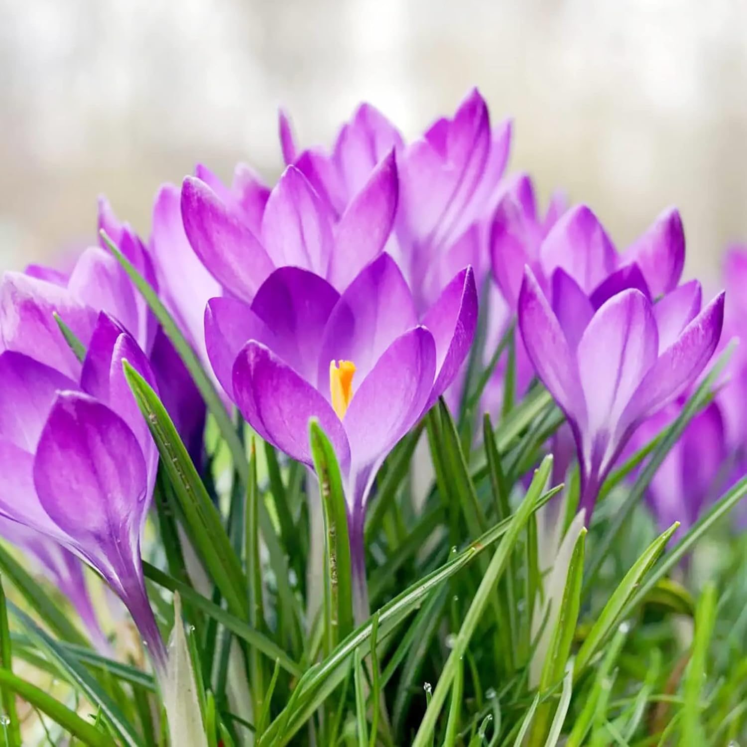 Herbstkrokus Samen Colchicum Autumnale – Einzigartig blühende, becherförmige Blumen für Staudenbeete, Rabatten und Steingärten – 100 Stück