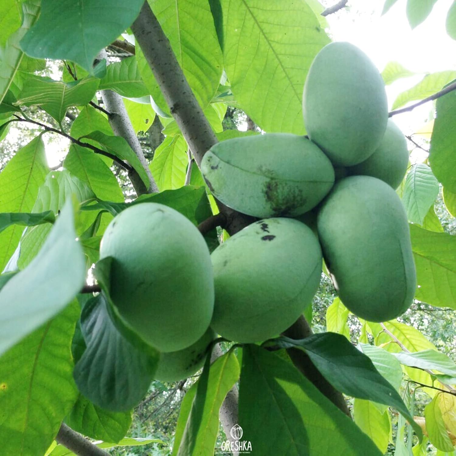 Asimina Triloba Papayasamen | Essbarer Obstbaum mit geringem Pflegeaufwand | Duftend, auffällig, verträgt feuchten Boden