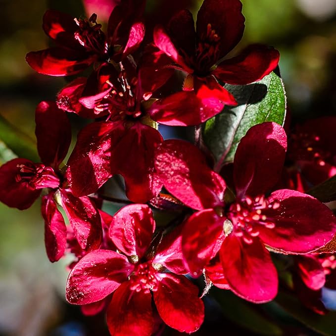 25 rote Fliedersamen | Winterharter, mehrjähriger Blütenbaum | Duftende Blüten für Gartensträucher | Ideal zum Anpflanzen im Freien | Langlebig und pflegeleicht