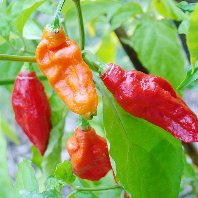 Ghost Pepper Seeds - Ghost Chili, Heirloom & Non-GMO, Fast-Growing Perennial for Garden & Containers