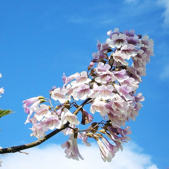 Paulownia Fortunei Seeds - Empress Tree, Royal Paulownia, Fast-Growing Deciduous Tree, Fragrant & Pollinator-Friendly for Ornamental Garden