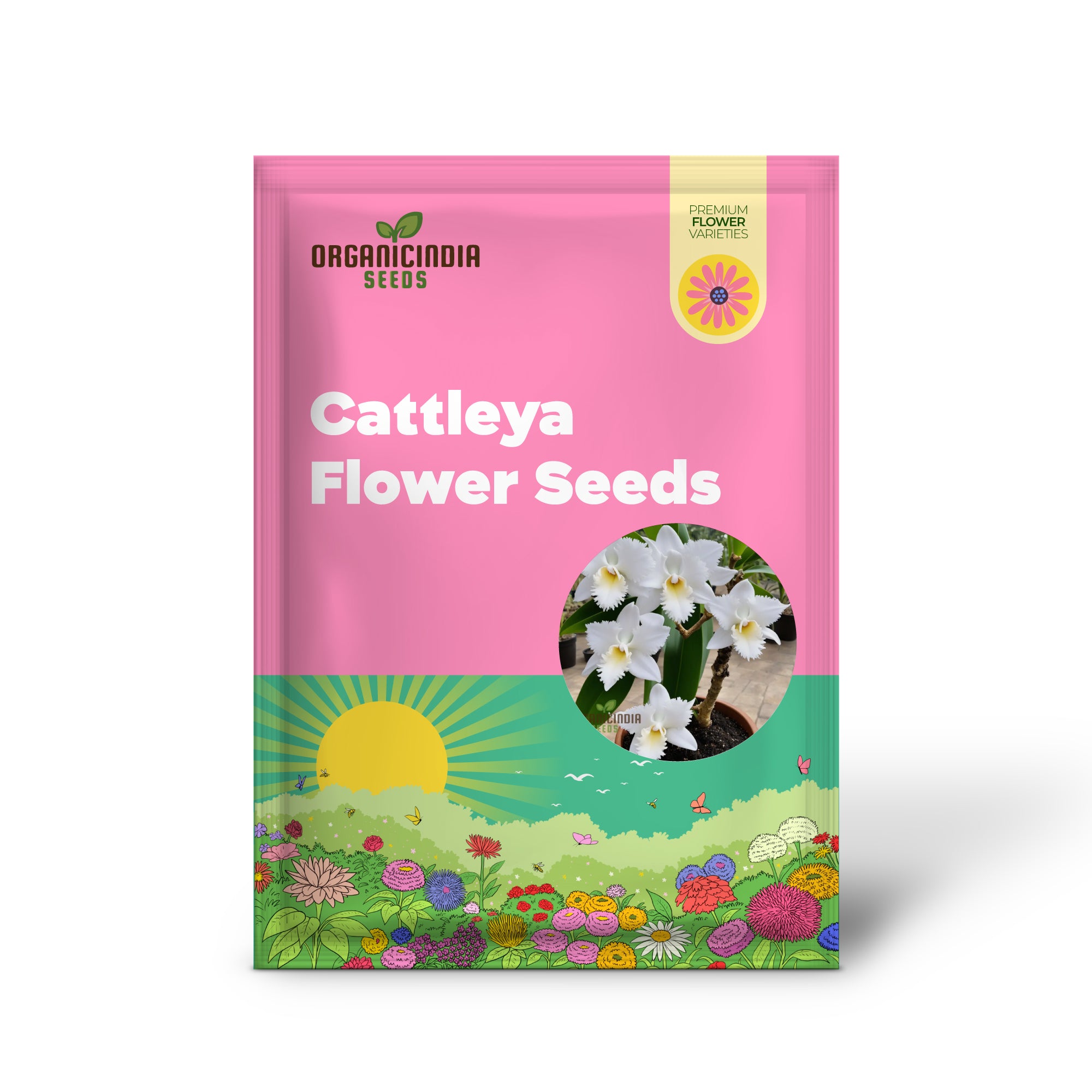 White Cattleya Flower Seeds for Planting, Elevate Your Gardening Experience with Exquisite, Sophisticated Blooms