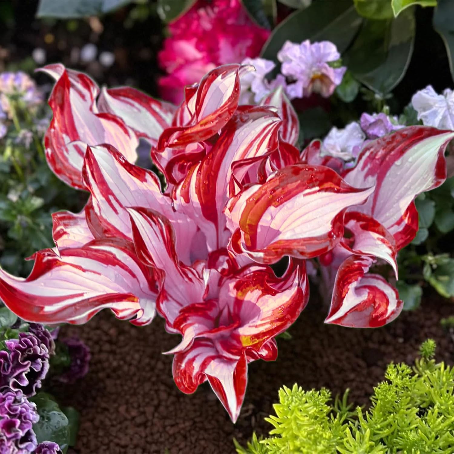 Red & White Hosta Seeds – Shade-Loving Perennial with Wavy Red Edges & White Inner Leaves, Perfect for Elegant Garden Borders, Hardy in Zones 3-9