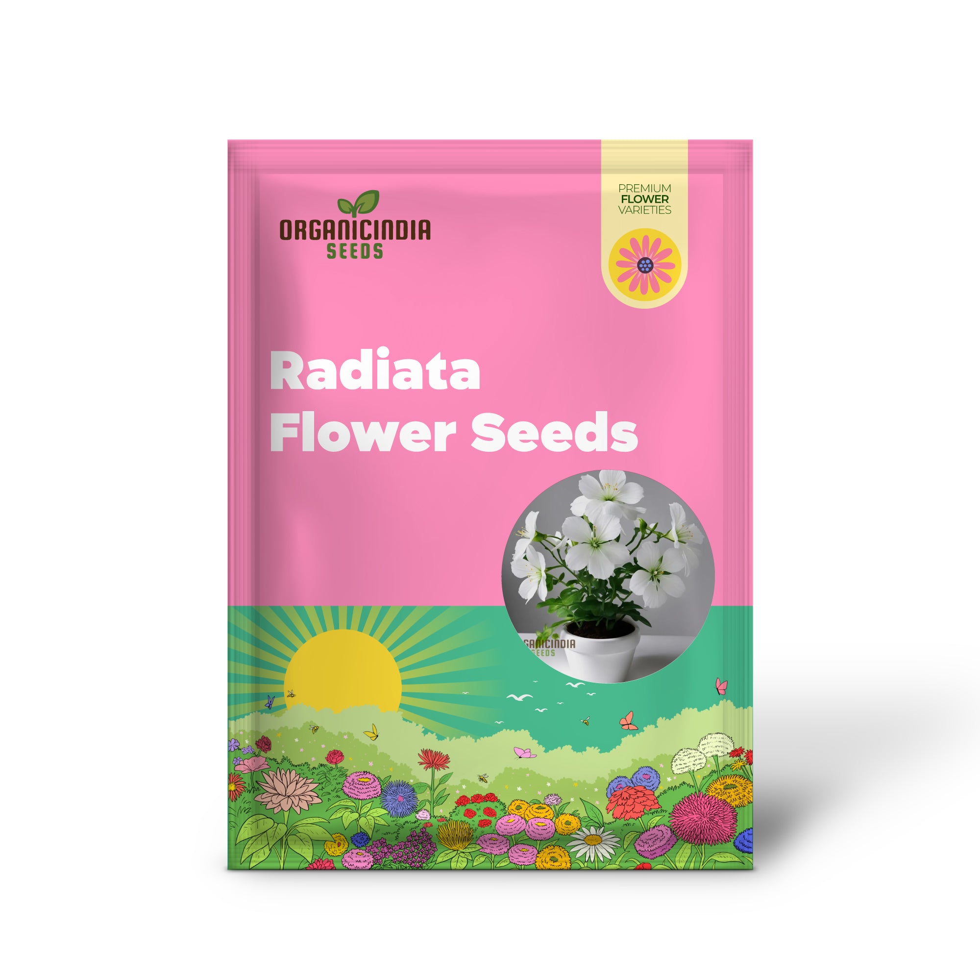 Graines de fleurs de Radiata blanche – Fleurs élégantes pour une beauté sereine du jardin