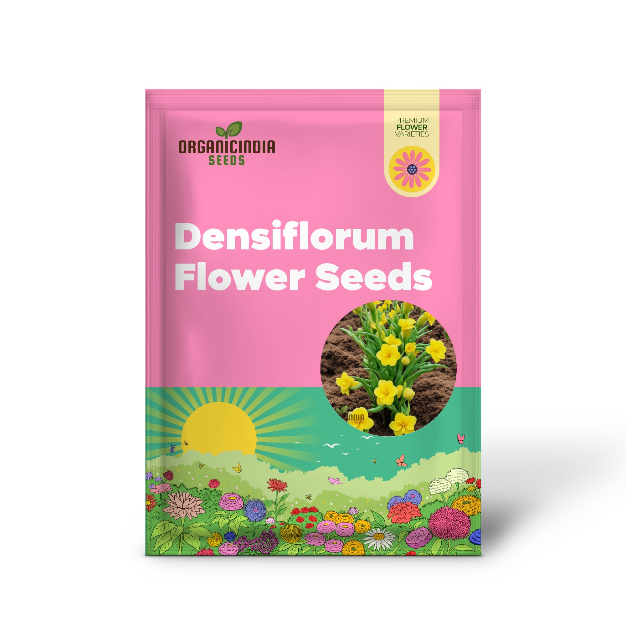 Graines de fleurs jaunes Densiflorum – Fleurs lumineuses pour bordures de jardin ensoleillées