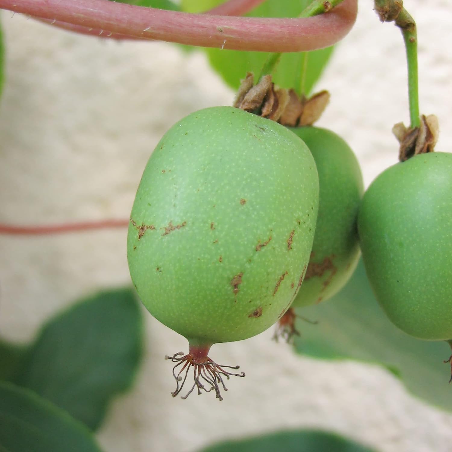 Graines de Kiwi Hardy - Actinidia Arguta Plante grimpante vivace pour treillis et clôtures, sans OGM, fruits et baies parfumés - 10 graines de fruits 