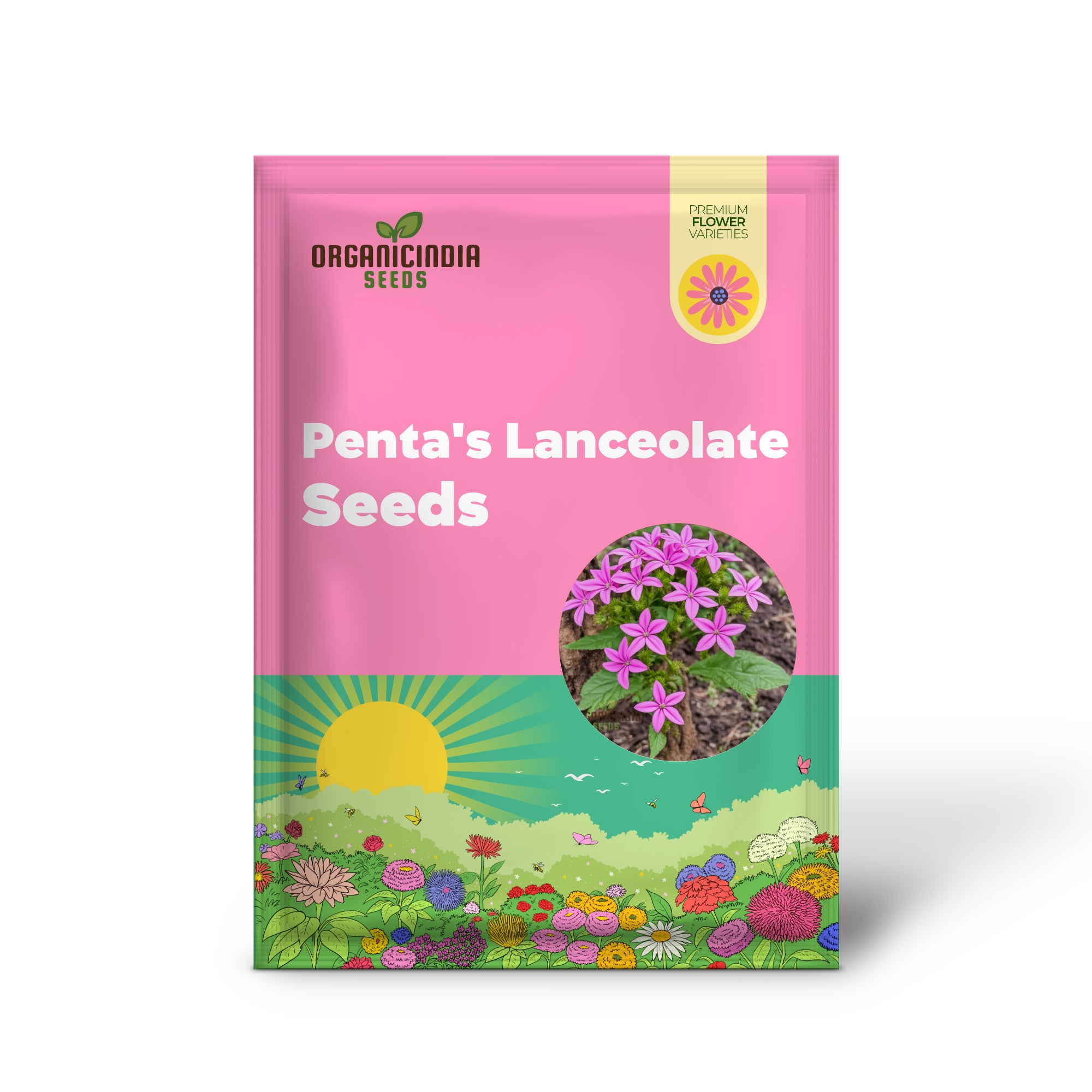 Graines lancéolées de Penta's Premium – Graines lancéolées en vrac à fleurs abondantes pour la plantation et le jardinage.