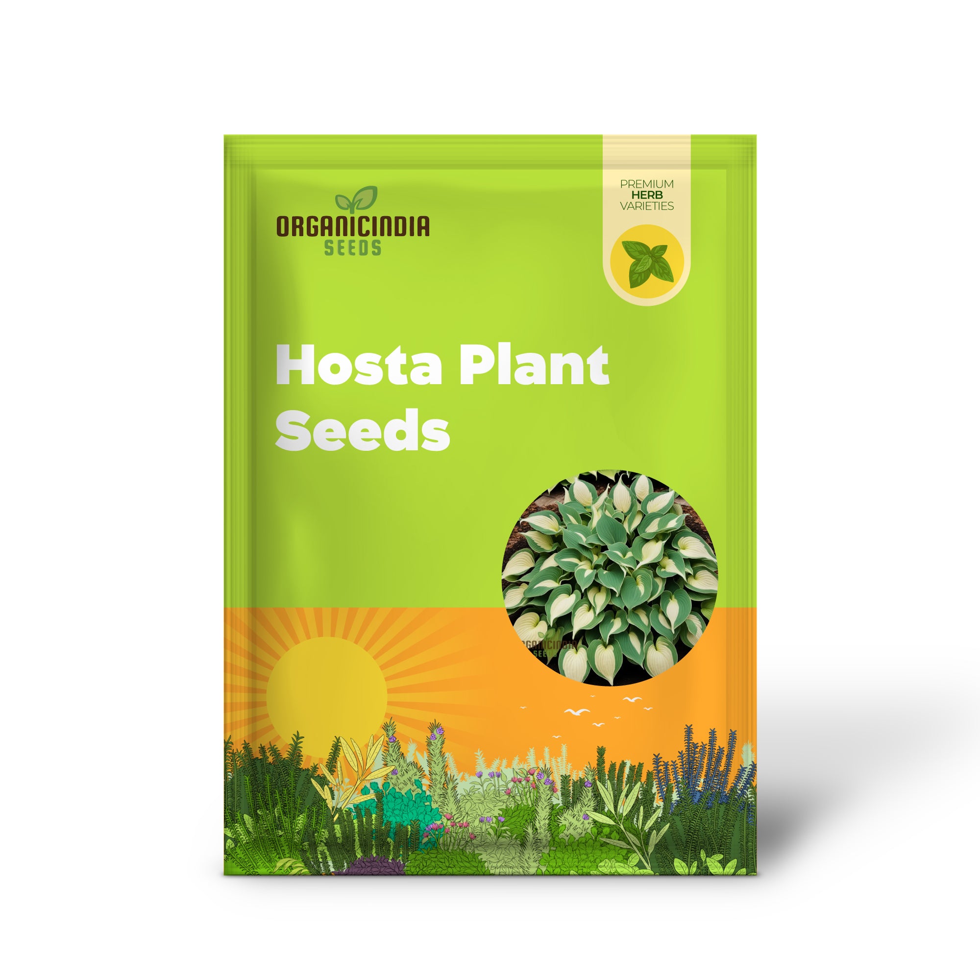 Exquisite Premium Hosta Plant Seeds, Elevate Your Garden with Stunning Beauty - Premium Seeds for Planting