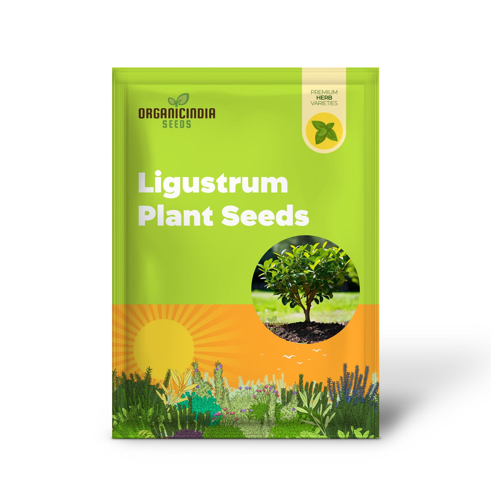 Vibrant Green Ligustrum Plant Seeds, Nurture Your Garden's Beauty with Premium Planting Seeds