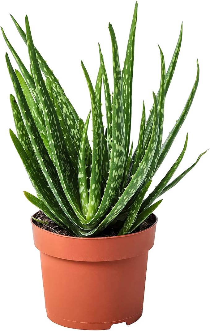 Aloe Vera Seeds - Non-GMO Succulent Herb Perennial for Easy-Care Indoor & Outdoor Containers 100 Pcs