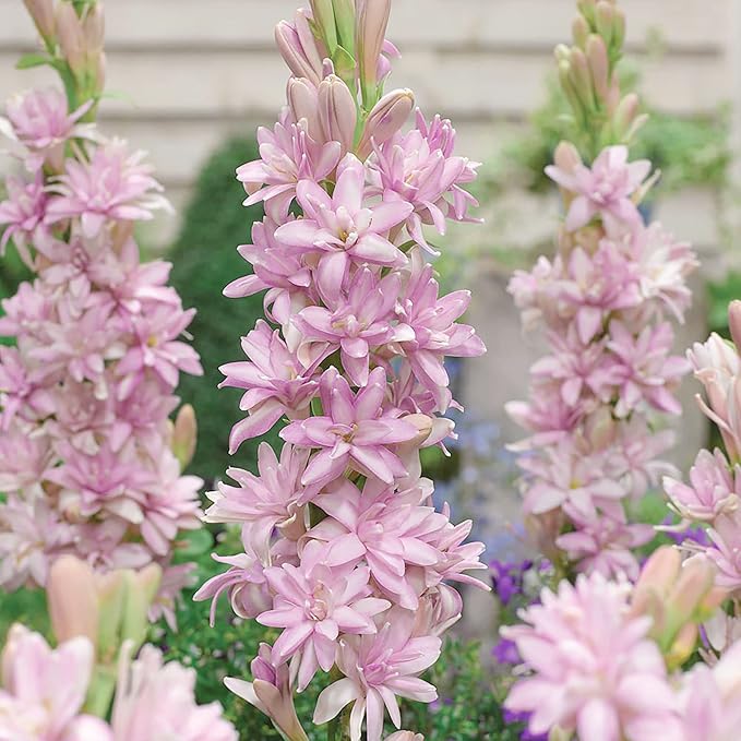 Pink Tuberose Seeds - Fragrant Perennial Showy Cut Flowers, Deer & Rabbit Resistant for Garden Bed, Border, Patio & Container - 50 Pcs