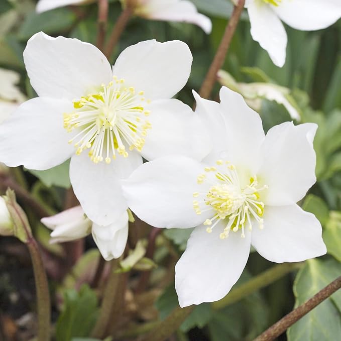 Graines de roses de Noël (Helleborus Niger) Plante vivace sans OGM, résistante aux cerfs et aux lapins, bordures et plates-bandes extérieures - 20 graines de fleurs