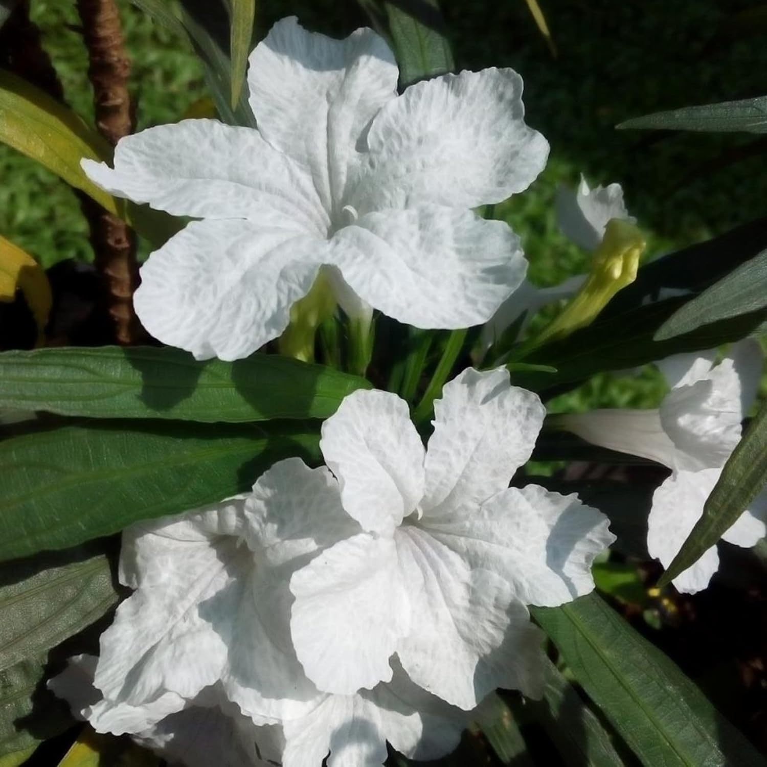 White Mexican Petunias Seeds Herbaceous Perennial Attract Bees & Butterflies Heat and Humidity Tolerant Borders Beds Containers Outdoor 30Pcs Flower Seeds