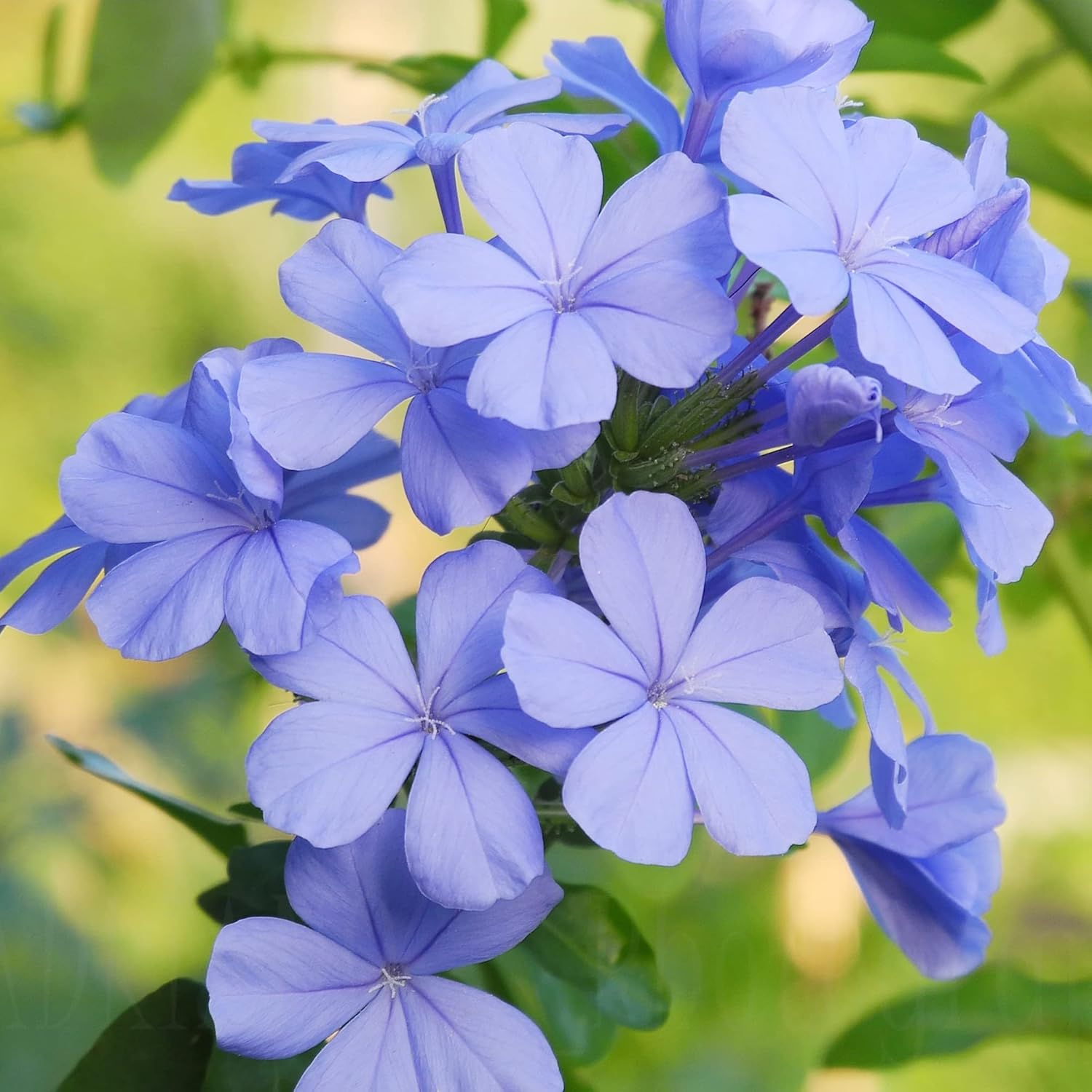 10 Stück Blauer Bleiwurz-Samen | Blühender Strauch | Leuchtend blaue Blüten | Zieht Bestäuber an | Trockenheitsresistent und pflegeleicht | Ideal für Gärten und Landschaften