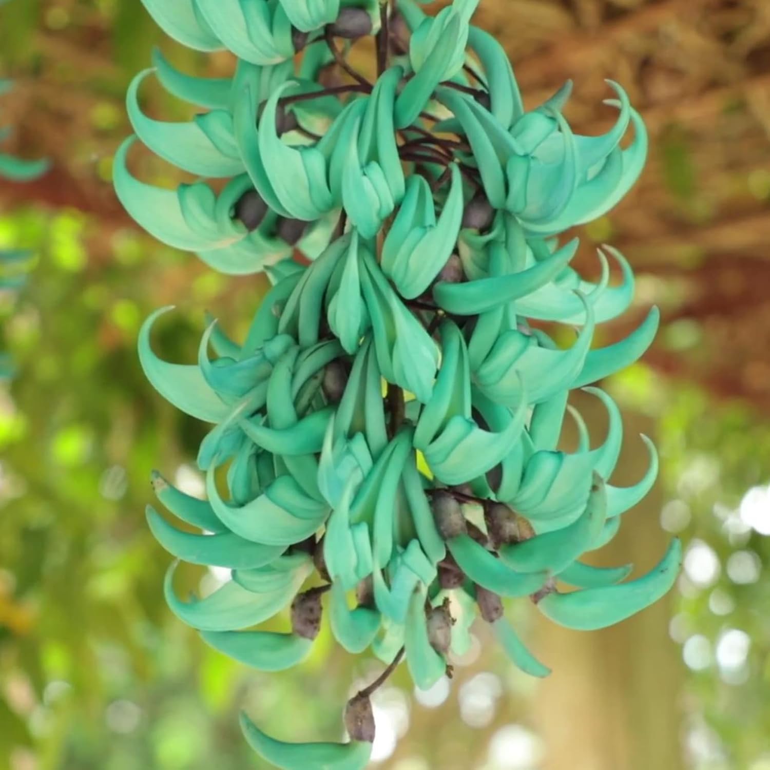 Jade Vine Seeds Strongylodon Macrobotrys – Perennial Woody Vine for Ornamental Patio