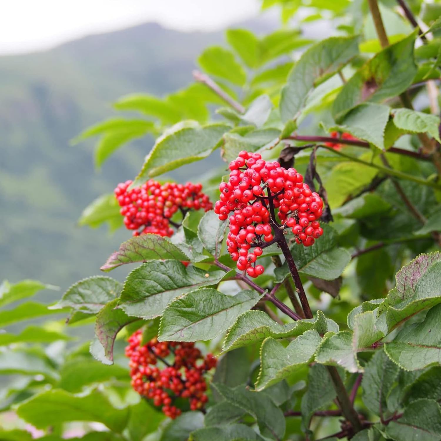 Graines de ginseng coréen Panax Ginseng vivace Avantages pour la santé Parterres de jardin Bordure extérieure 25 pièces Graines d'herbes