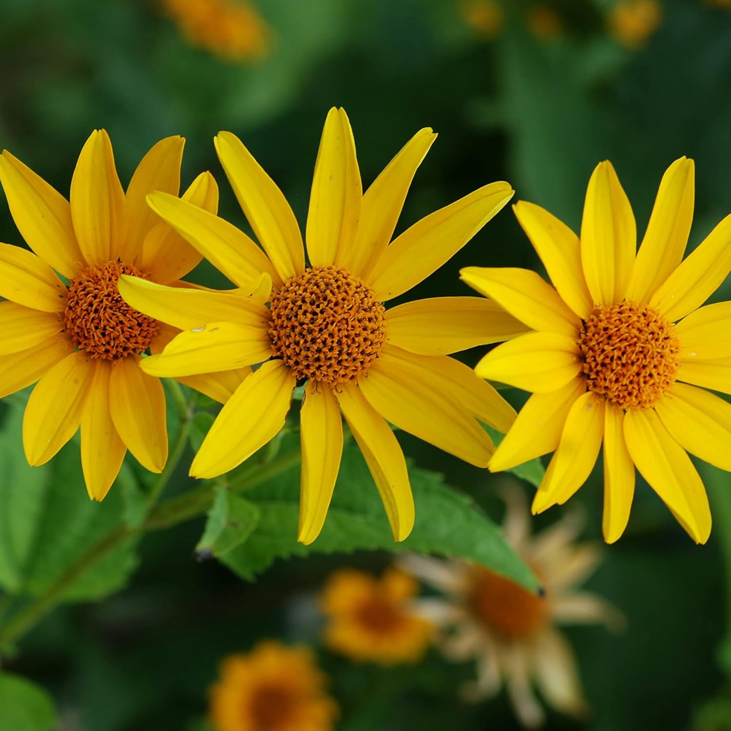 Falsche Sonnenblumensamen (Heliopsis Helianthoides) | Mehrjährig, winterhart, hitze- und trockenheitsresistent | Lebendige Schnittblumen für Terrasse, Kübel und Gartenbeet | 50 Blumensamen