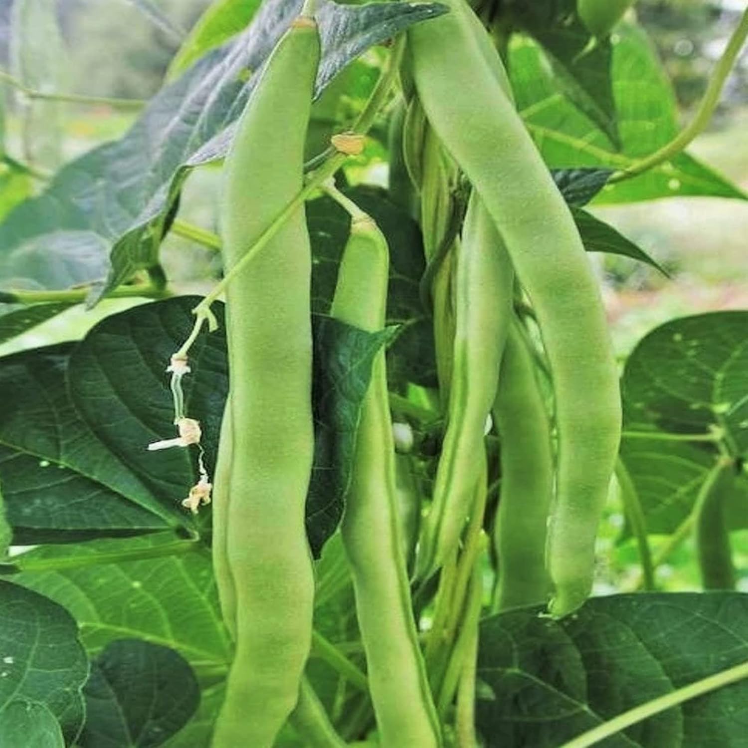 Romano Pole Bean Seeds - Italian Pole Bean with Tender Texture & Rich Flavor, Eaten Fresh or Cooked, Perfect for Trellises & Outdoor Growing, 100Pcs Vegetable Seeds