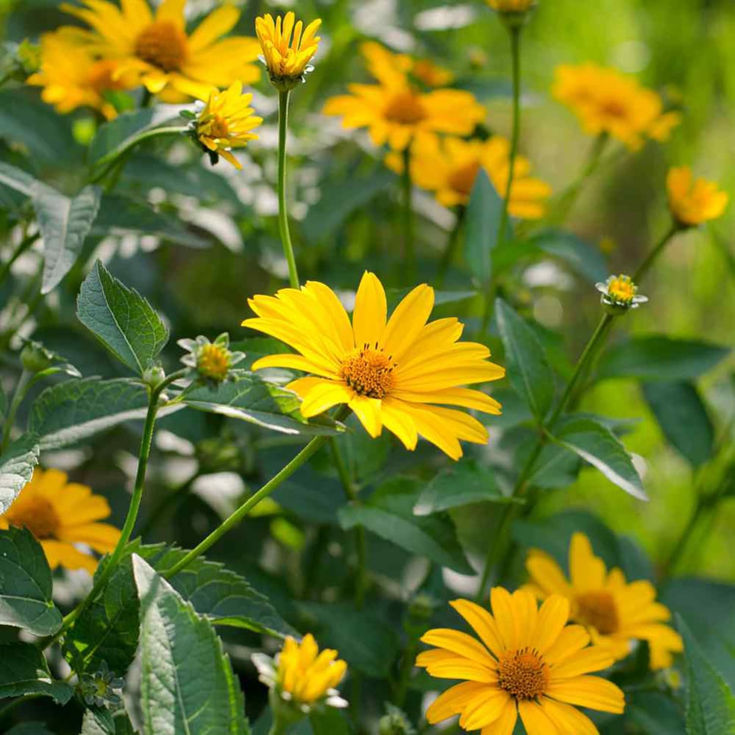 Falsche Sonnenblumensamen (Heliopsis Helianthoides) | Mehrjährig, winterhart, hitze- und trockenheitsresistent | Lebendige Schnittblumen für Terrasse, Kübel und Gartenbeet | 50 Blumensamen