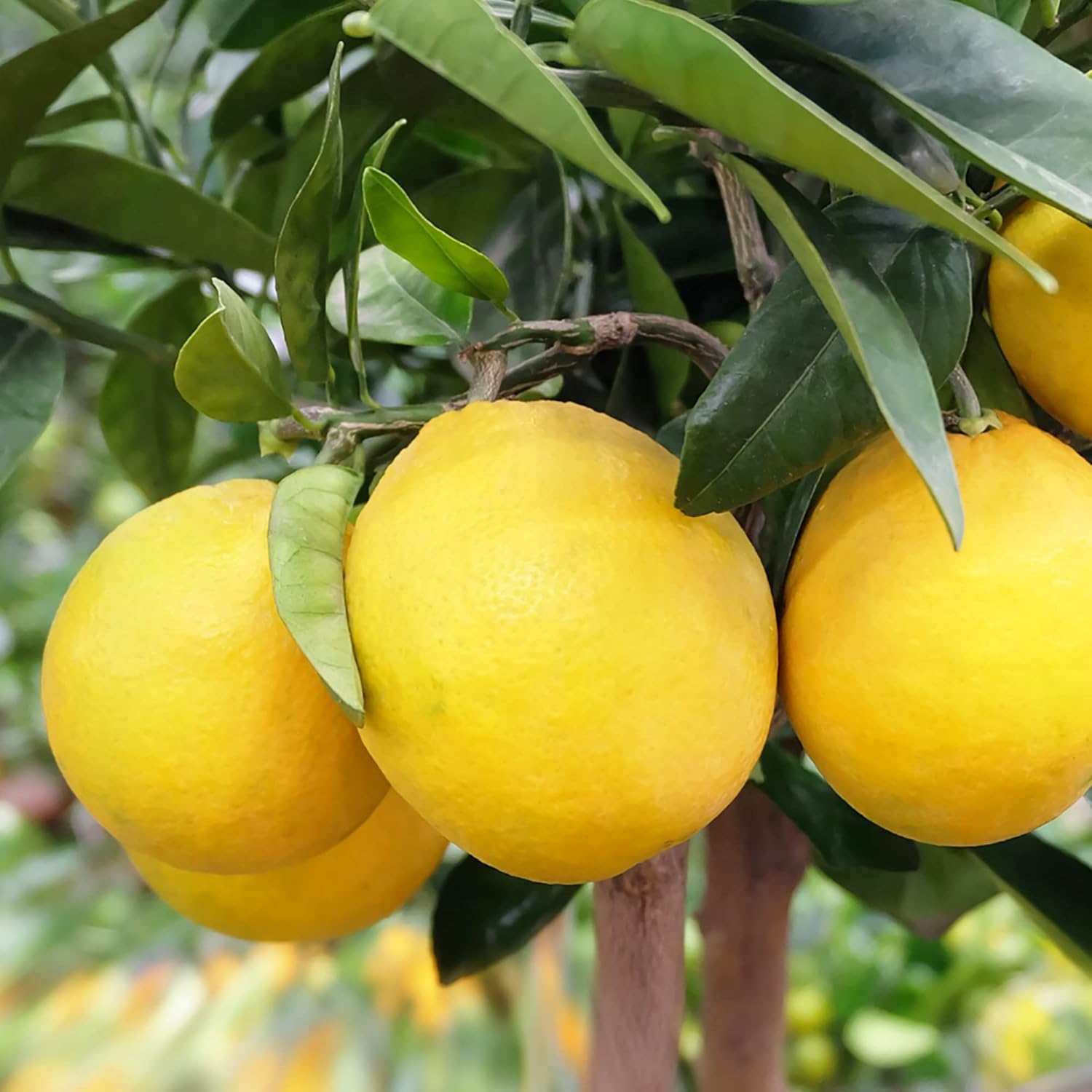 Meyer Dwarf Lemon Tree Seeds - Fragrant Evergreen Fruit Tree for Containers, Attracts Bees & Butterflies-35Pcs