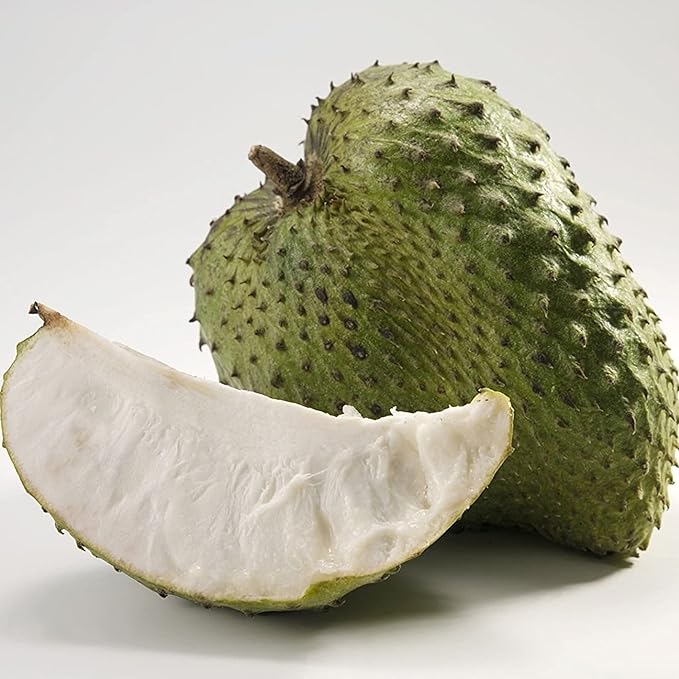 Giant Soursop Seeds Annona Tropical Fruit with Sweet & Tangy Flavor for Culinary & Health Benefits - 35 Pieces