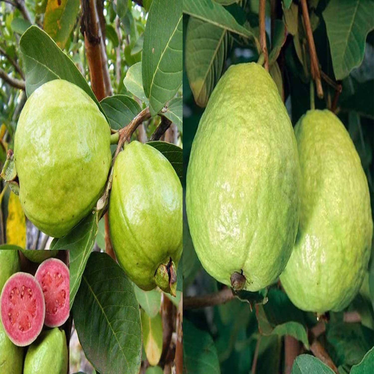 Sardar (Lalit/Redland White) Guava Seeds – High-Yield Sweet Tropical Fruit for Planting