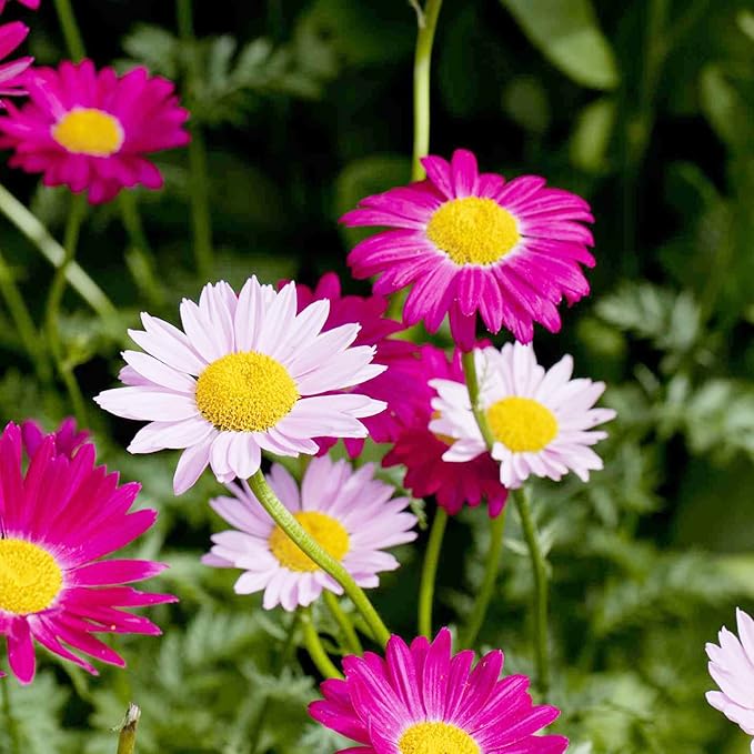 Pyrethrum Daisy Seeds Tanacetum Cinerariifolium, Showy Perennial, Aromatic Drought-Tolerant Cut Flowers for Outdoor Beds, 500 Pcs