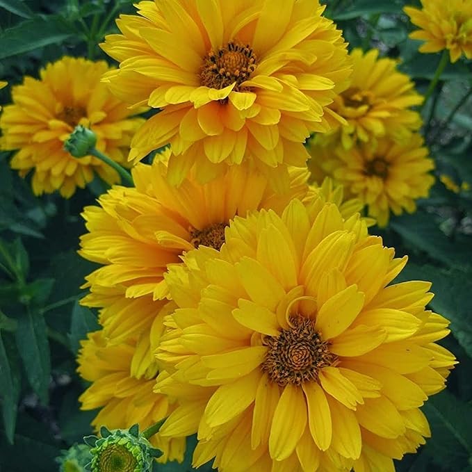 Falsche Sonnenblumenkerne - Heliopsis Helianthoides, mehrjährig mit hellen, fröhlichen Blüten