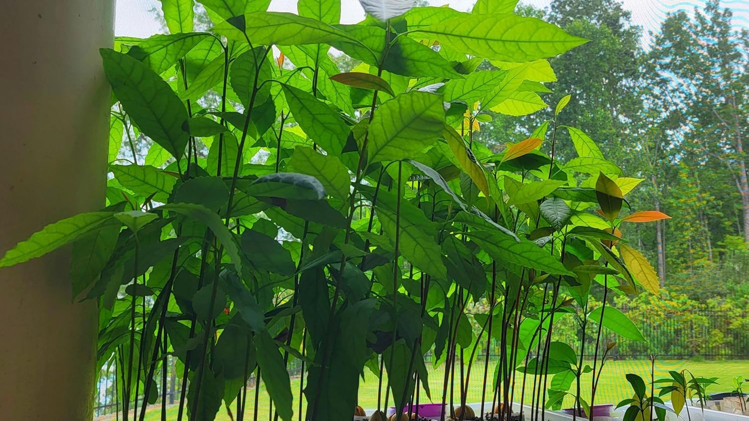 Gesunde Hass-Avocadosamen zum Anpflanzen – 2 bis 3 Fuß hoch – Obstbaum für den Garten – 1 Stück