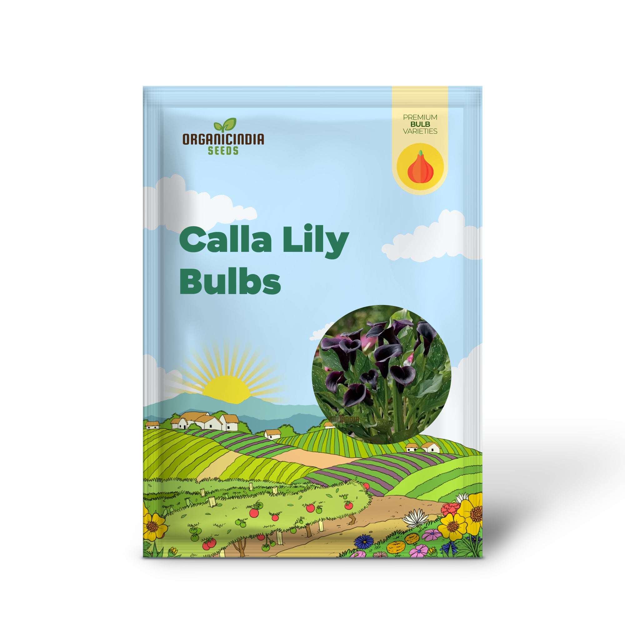 Timeless Beauty Calla Lily Bulbs for your Outdoor Haven(3 Bulbs for Planting)