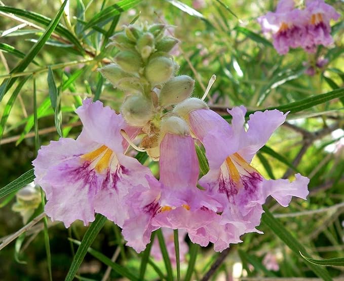 Desert Willow Chilopsis Linearis Tree/Shrub Seeds (30 Pieces)