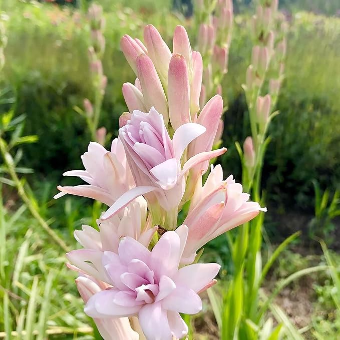 Pink Tuberose Seeds - Fragrant Perennial Showy Cut Flowers, Deer & Rabbit Resistant for Garden Bed, Border, Patio & Container - 50 Pcs