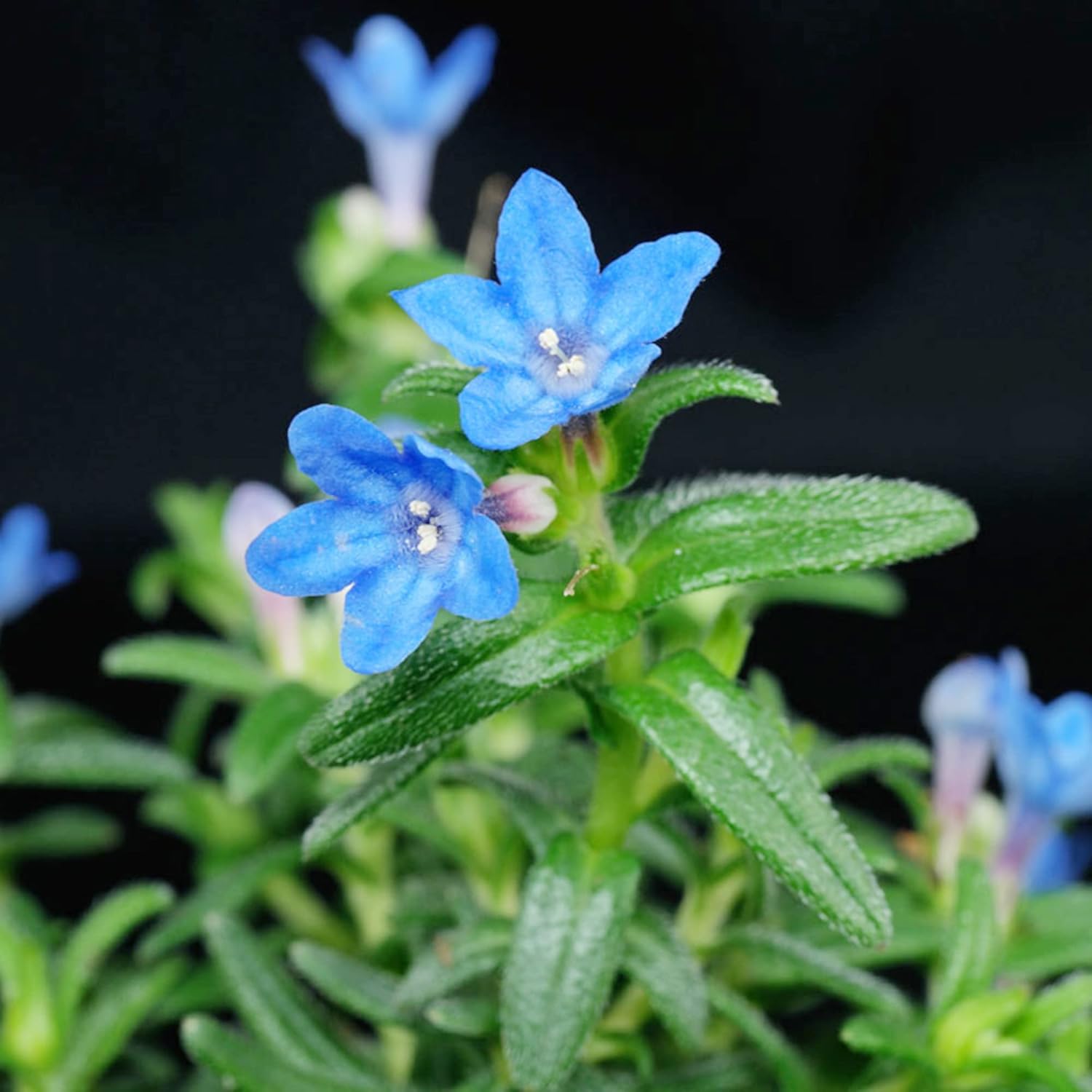 Glandora Diffusa Seeds - Perennial Hardy Ground Cover for Pathways, Rock Gardens & Containers, Attracts Butterflies, Low Maintenance, 200 Pcs