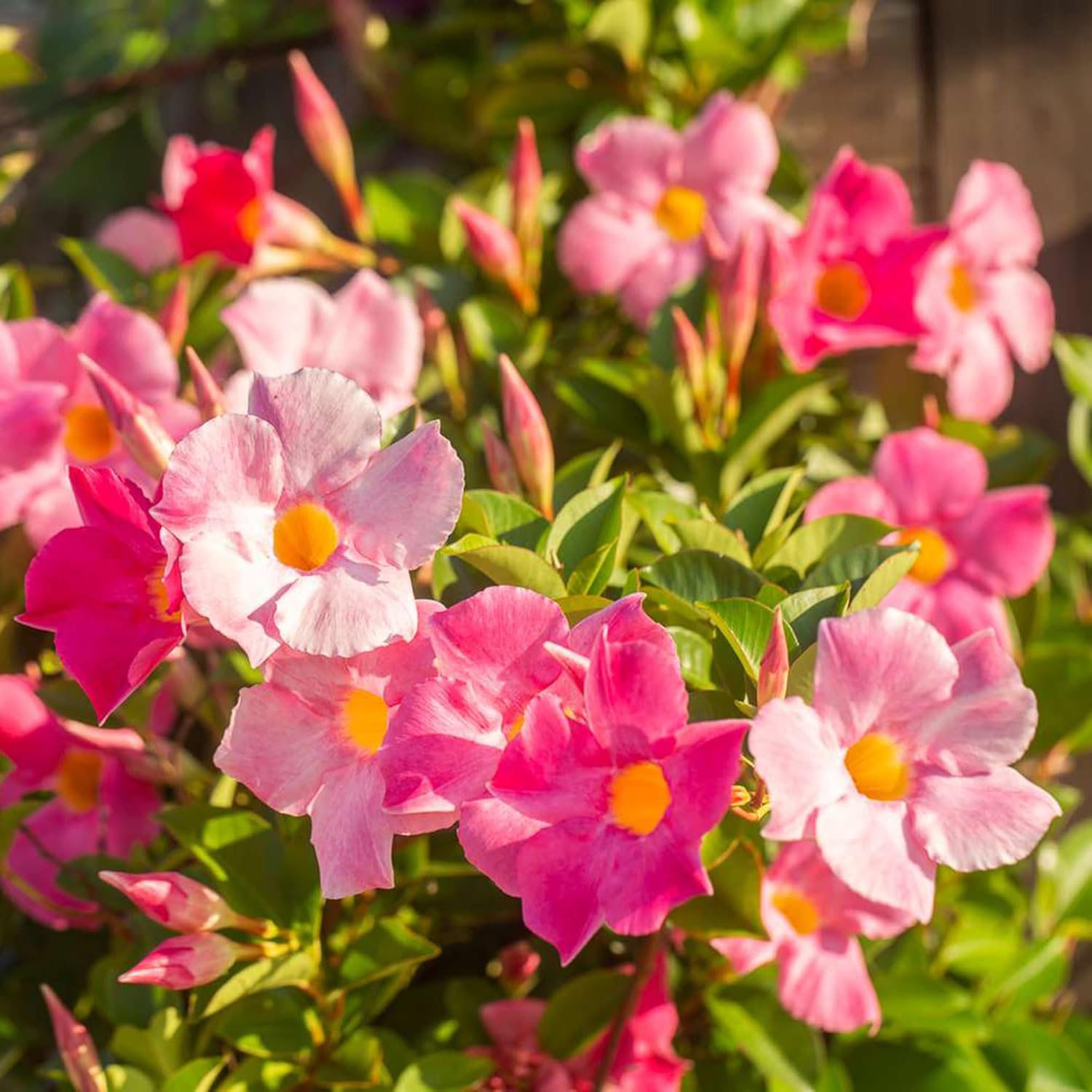 Mandevilla Sanderi Seeds Brazilian Jasmine Beautiful Colorful Fragrance Blooms Easy Care for Gardens & Containers 100Pcs