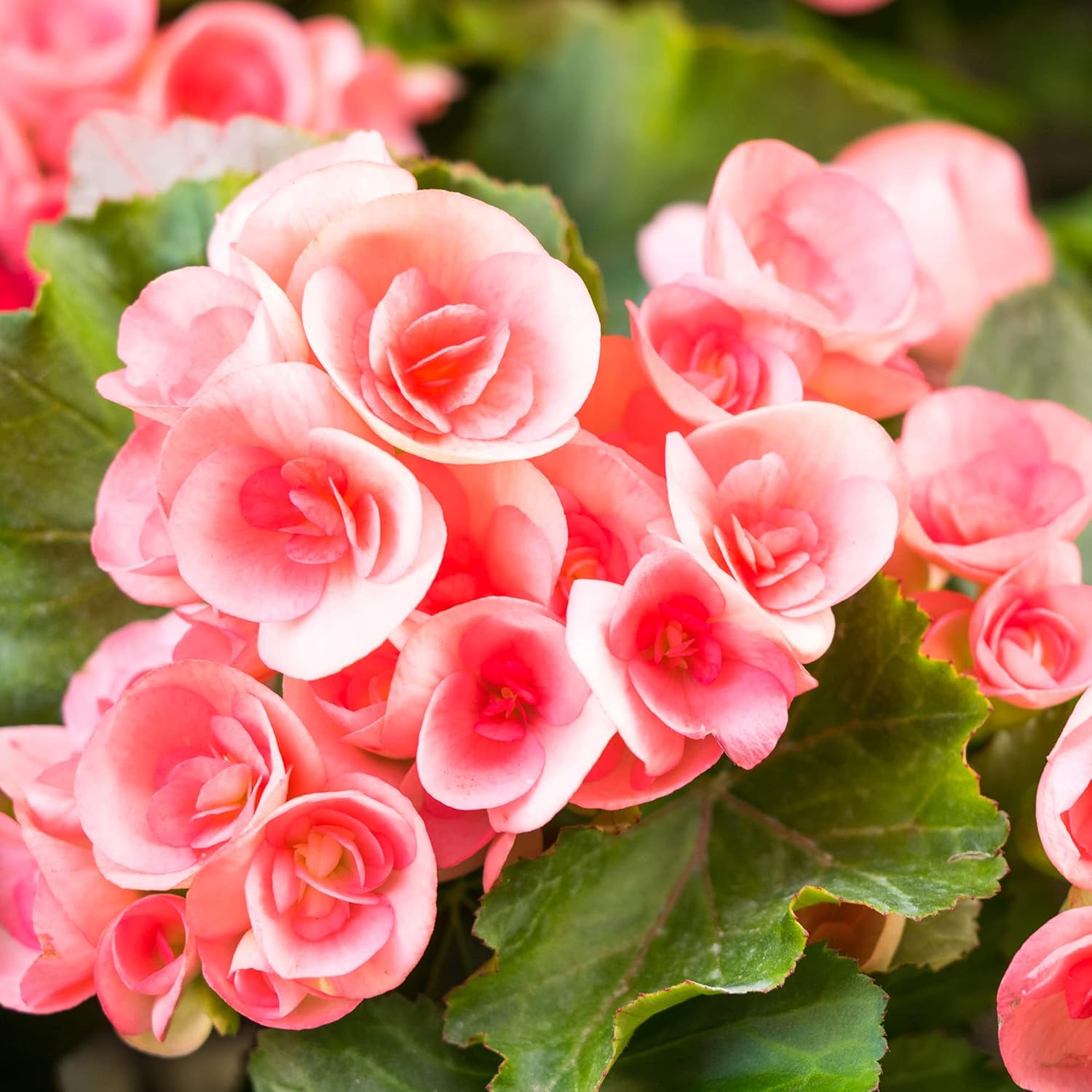 Pink Rieger Begonia Seeds - Showy Blooms & Attractive Foliage for Indoor/Outdoor Gardens