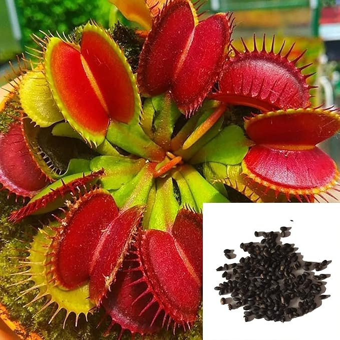 Graines de Dionée attrape-mouche - 100 pièces, Dionaea muscipula carnivore pour jardin et bonsaï, plein soleil, sol acide, décoration de jardin