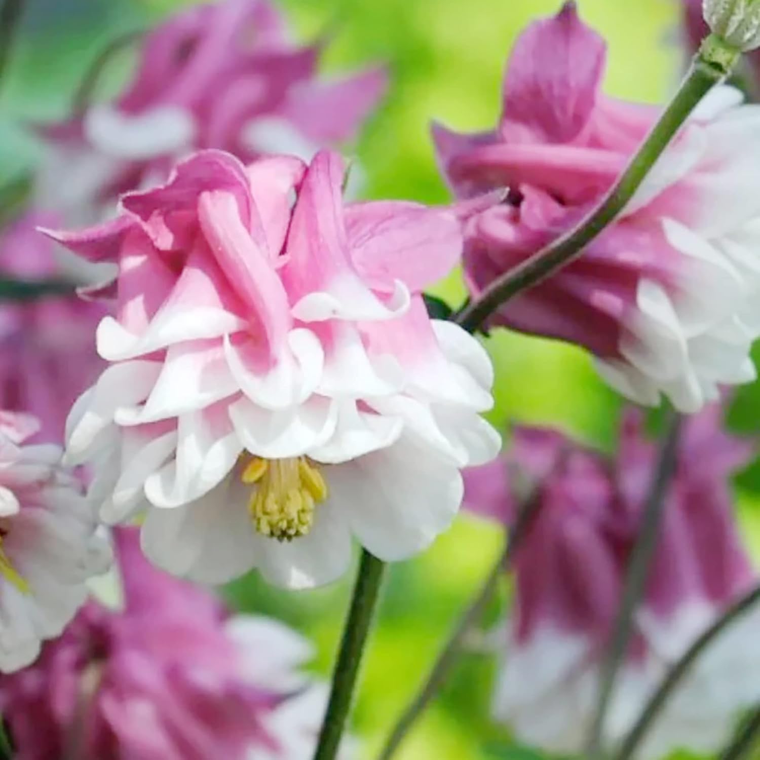 30 Stück Samen der Akelei „Pink Petticoat“ | Mehrjährige winterharte Blume | Resistent gegen Rehe und Kaninchen | Geringer Pflegeaufwand und gentechnikfrei | Perfekt für Topfpflanzen, Rabatten und Gärten im Freien