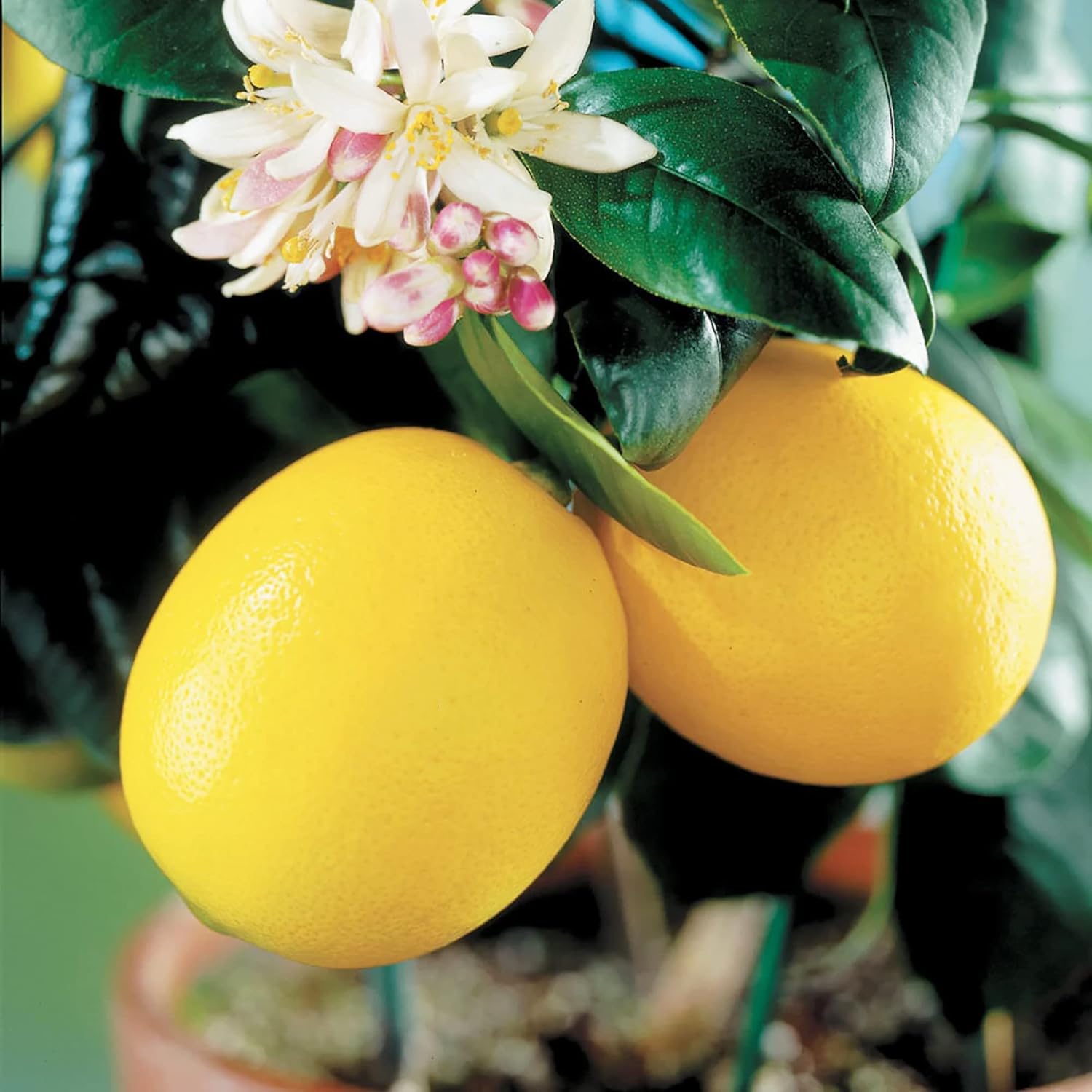 Meyer Dwarf Lemon Tree Seeds - Fragrant Evergreen Fruit Tree for Containers, Attracts Bees & Butterflies-35Pcs